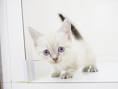 animal_image