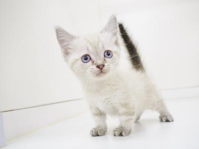 animal_image