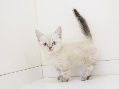 animal_image