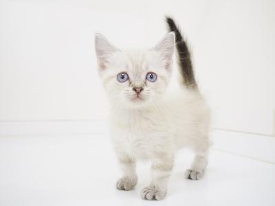 animal_image