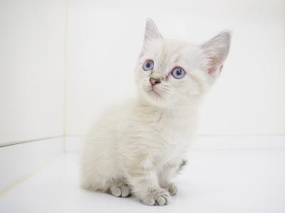 animal_image