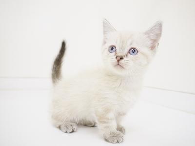 animal_image