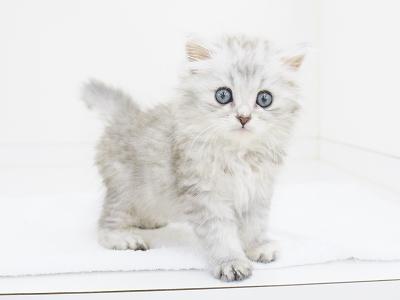 animal_image