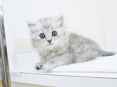 animal_image