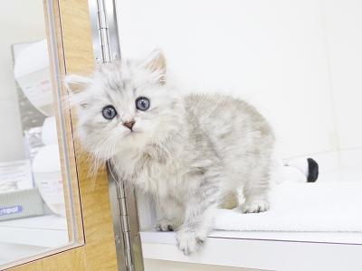 animal_image