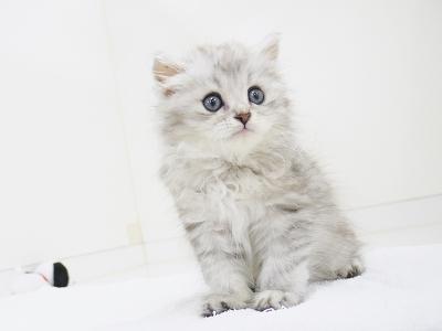 animal_image
