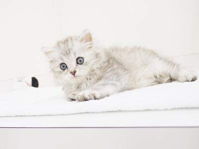 animal_image