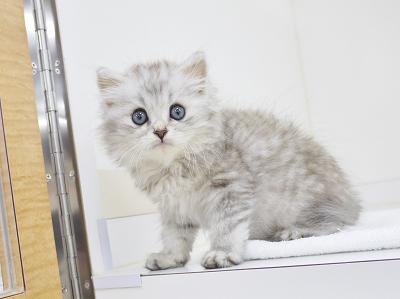 animal_image