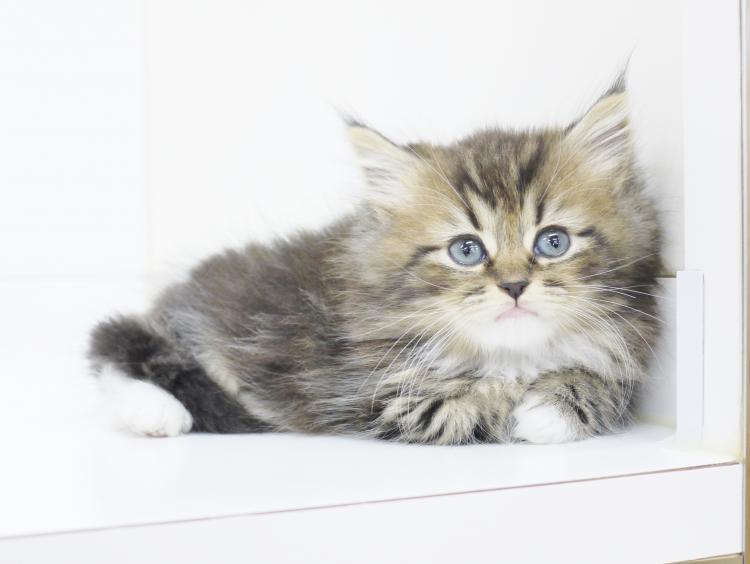 animal_image