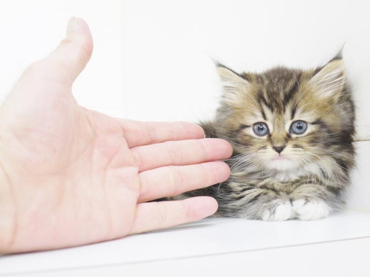 animal_image