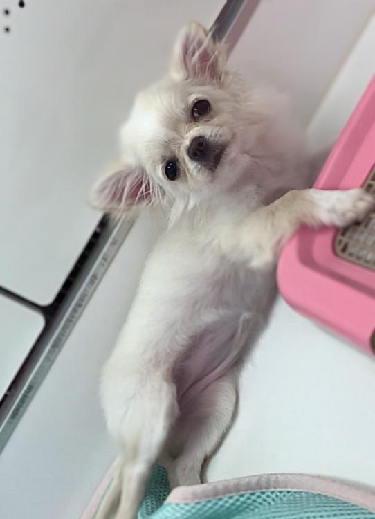 animal_image