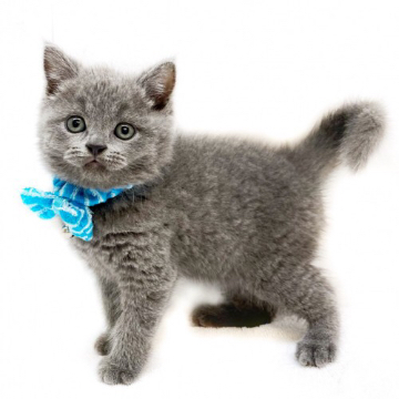 animal_image