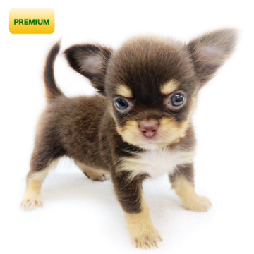 animal_image