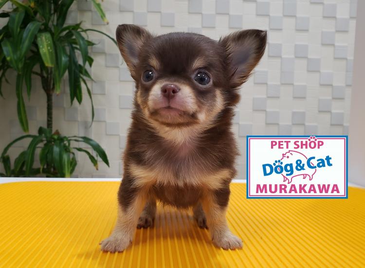 animal_image