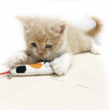 animal_image