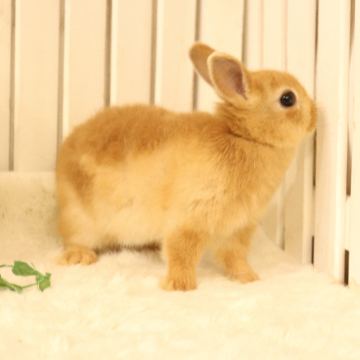 animal_image