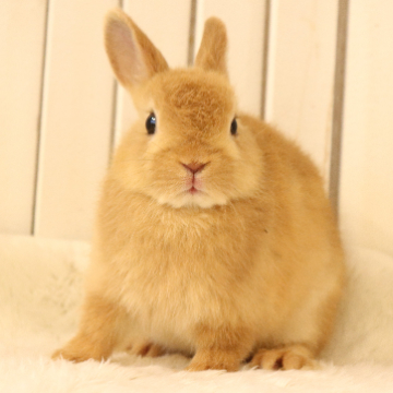 animal_image