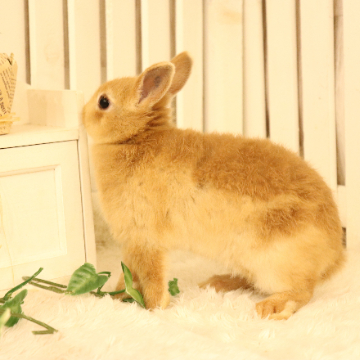 animal_image