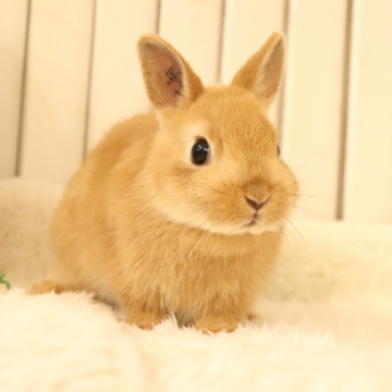 animal_image