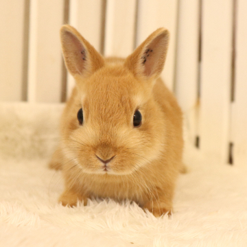 animal_image