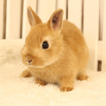 animal_image
