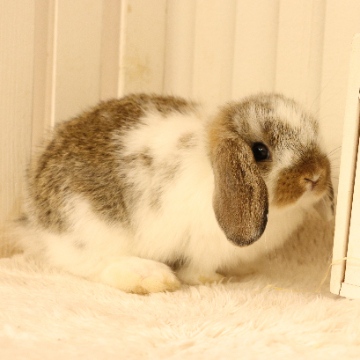 animal_image