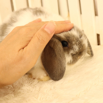 animal_image