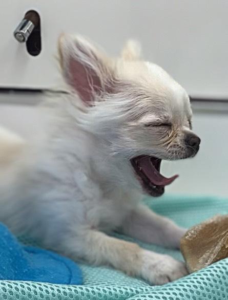 animal_image