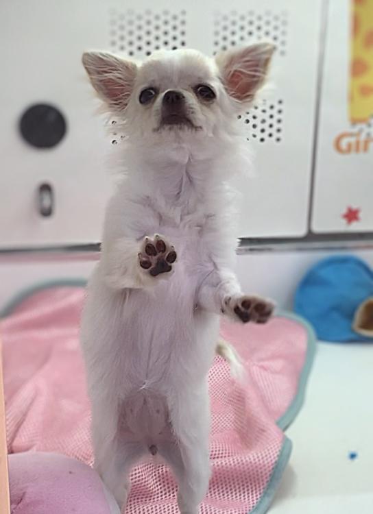 animal_image