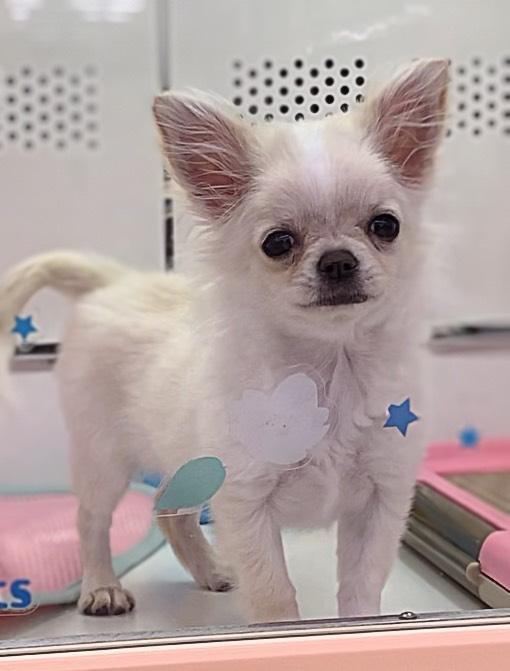 animal_image