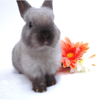 animal_image