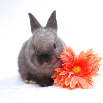 animal_image