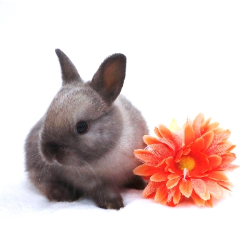 animal_image
