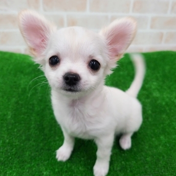 animal_image