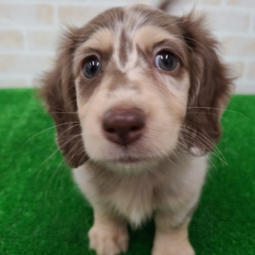 animal_image