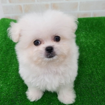 animal_image