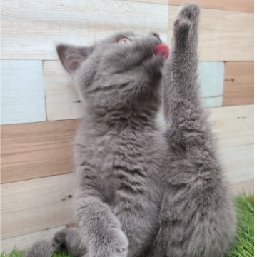 animal_image
