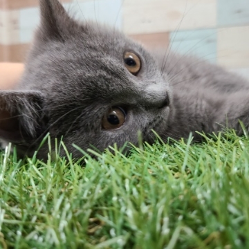 animal_image