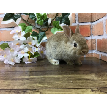 animal_image