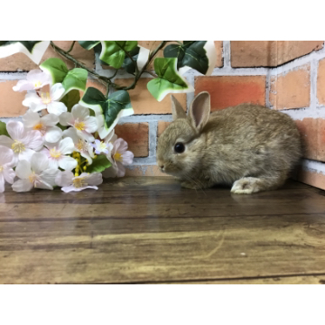animal_image
