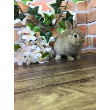 animal_image