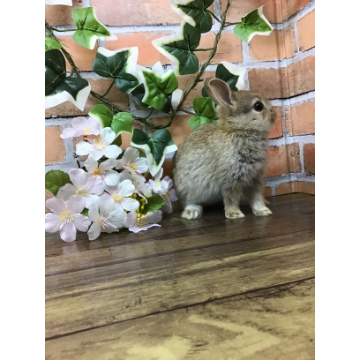 animal_image