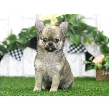 animal_image