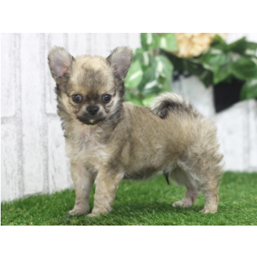 animal_image