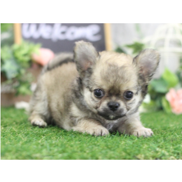 animal_image