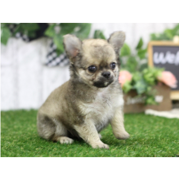 animal_image