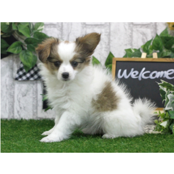 animal_image