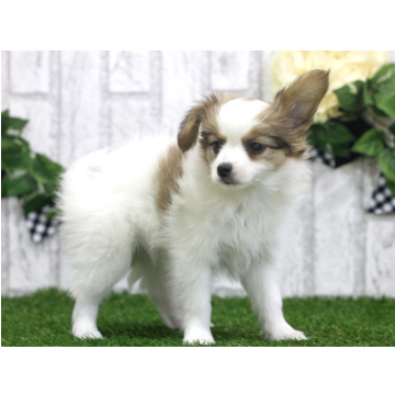 animal_image