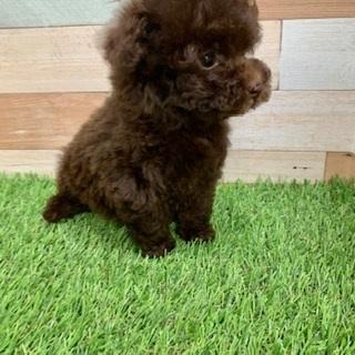 animal_image