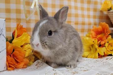 センチュリーペット神戸学園店のミニうさぎの詳細【ハローべいびぃ】 センチュリーペット神戸学園店のミニうさぎの詳細【ハローべいびぃ】